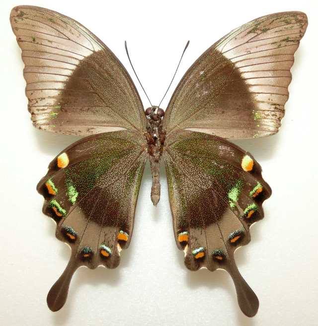 Papilio daedalus (verso Aberration, Marinduque Is. Philippines) (Internet Image property of respective owner, non-commercial use only)